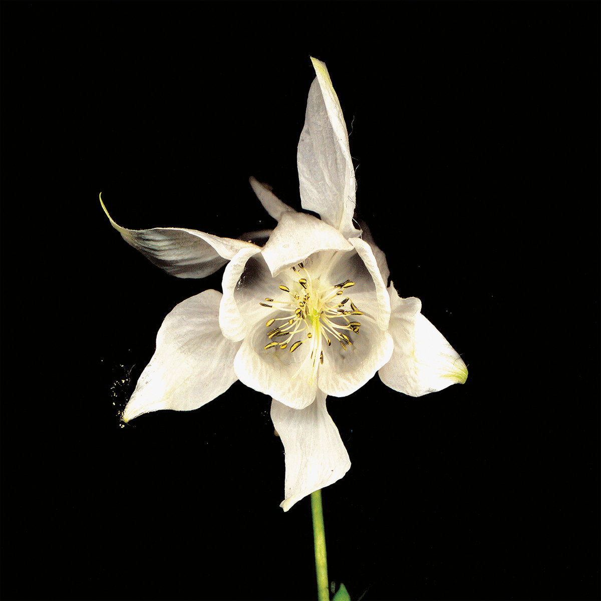 Fridge "Happiness" 2LP